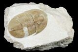 Rare, Ptychopyge Volkhovense Trilobite - Russia #178242-1